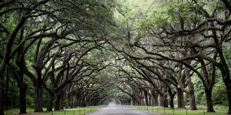 MARIANNA – SAVANNAH